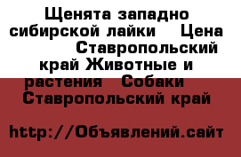 Щенята западно-сибирской лайки. › Цена ­ 5 000 - Ставропольский край Животные и растения » Собаки   . Ставропольский край